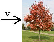photo of fluid impinging on tree